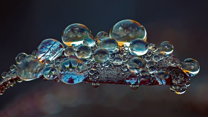 Dewdrops on a leaf