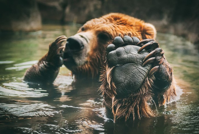 A brown bear in water showing its paw