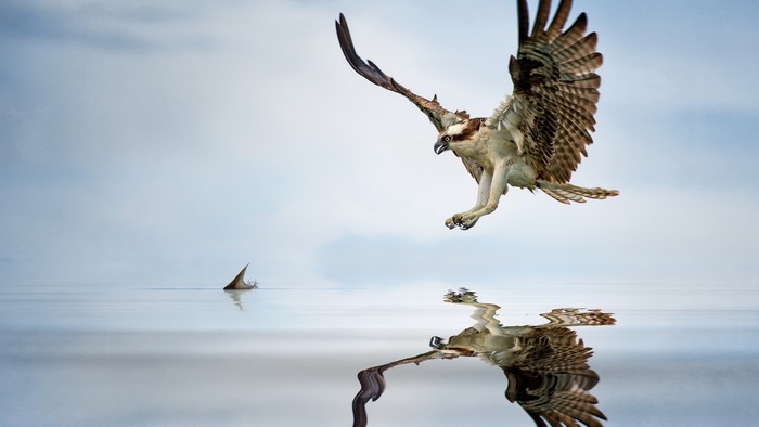 Osprey diving towards shark fin in ocean