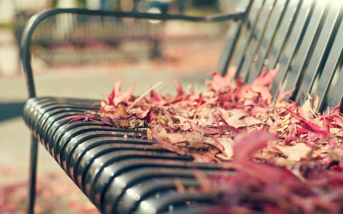 Bench covered in fallen autumn leaves