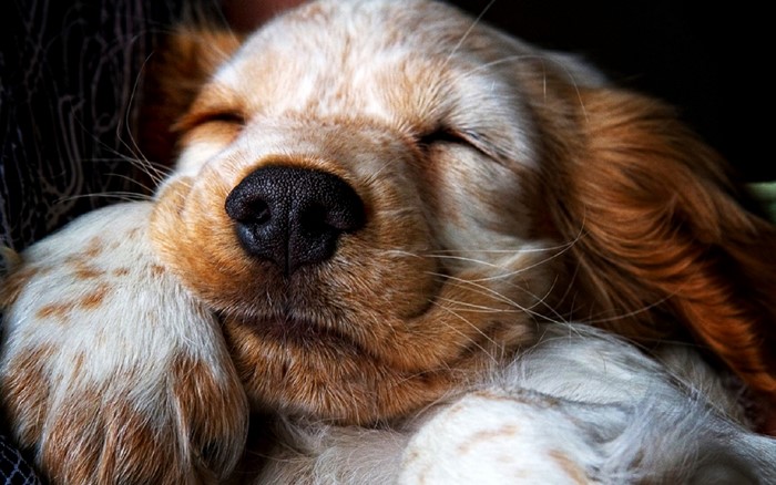 Close-up of a sleeping Cocker Spaniel puppy