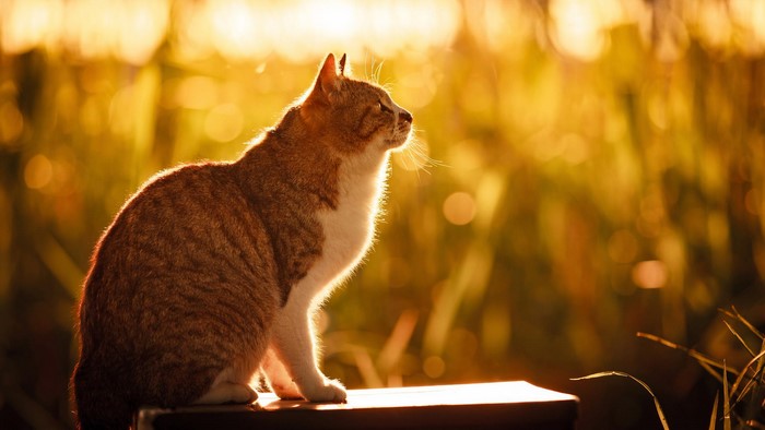 Cat sitting in golden sunlight