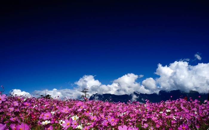 Field of pink cosmos flowers under a blue sky