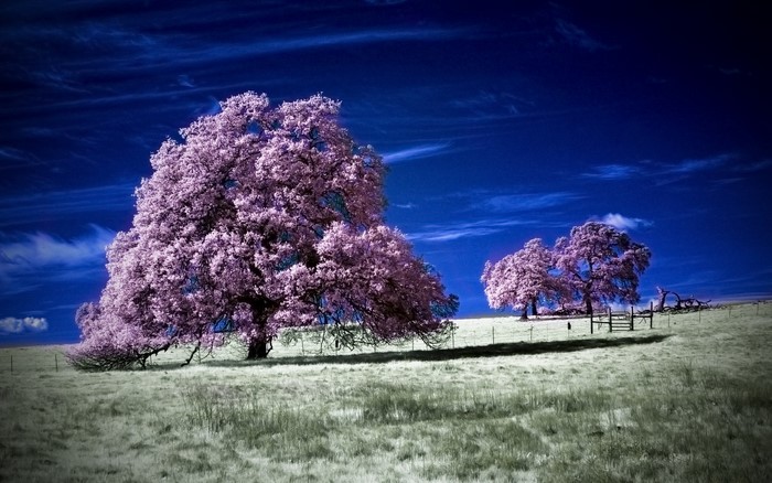 Two large trees with pink foliage in a field under a dark blue sky