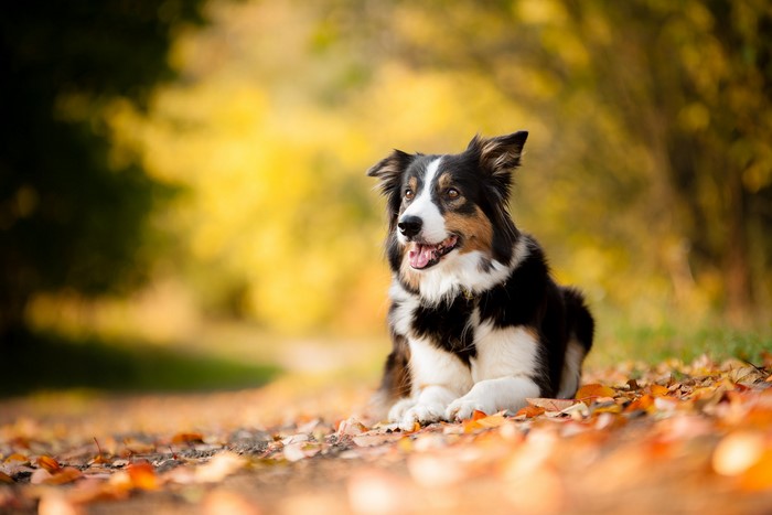 Border Collie dog lying on autumn leaves