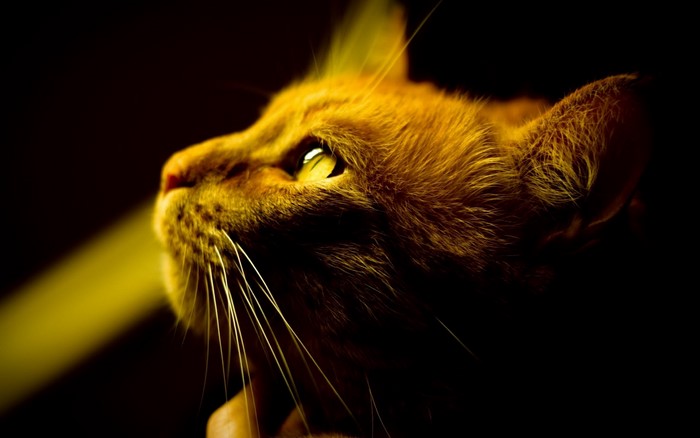 Close-up of an orange cat's face
