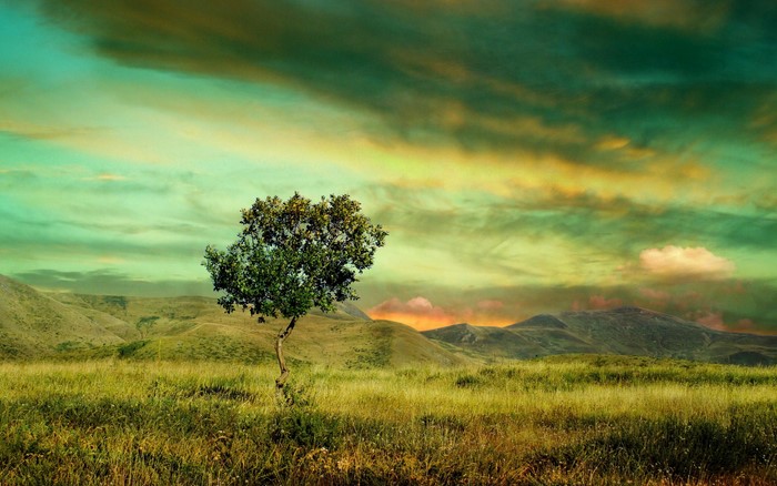 Tree in a grassy field with mountains and dramatic sky
