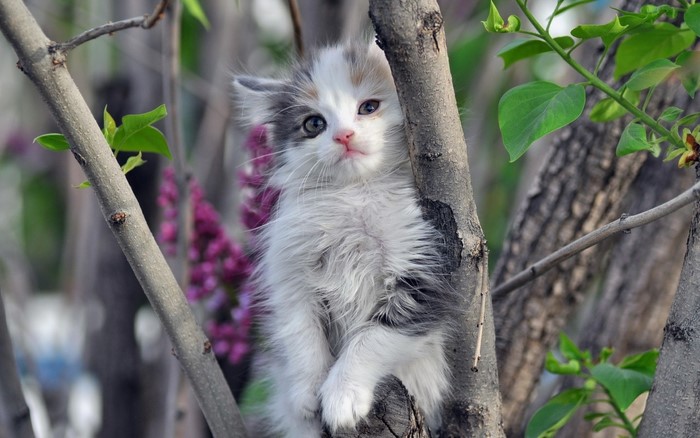 Kitten sitting on a tree branch