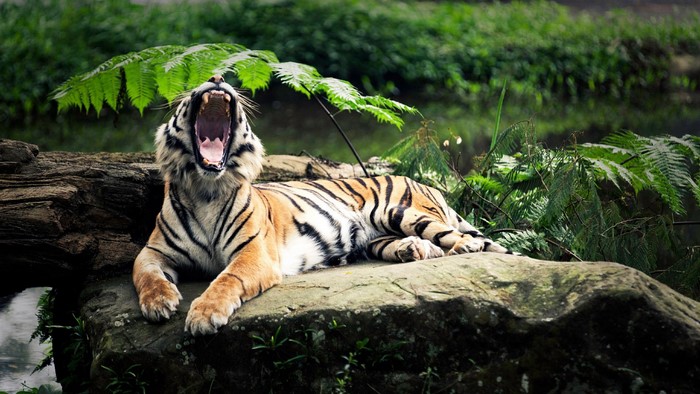 Tiger yawning on a rock
