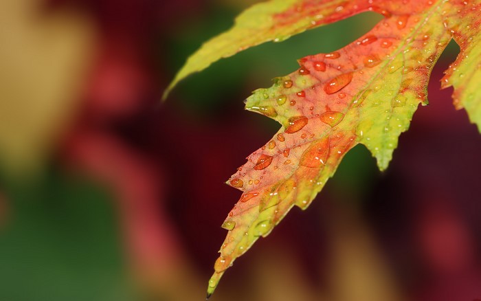Close-up of a wet autumn leaf