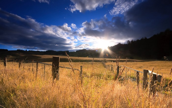 Golden field with fence and sunbeams