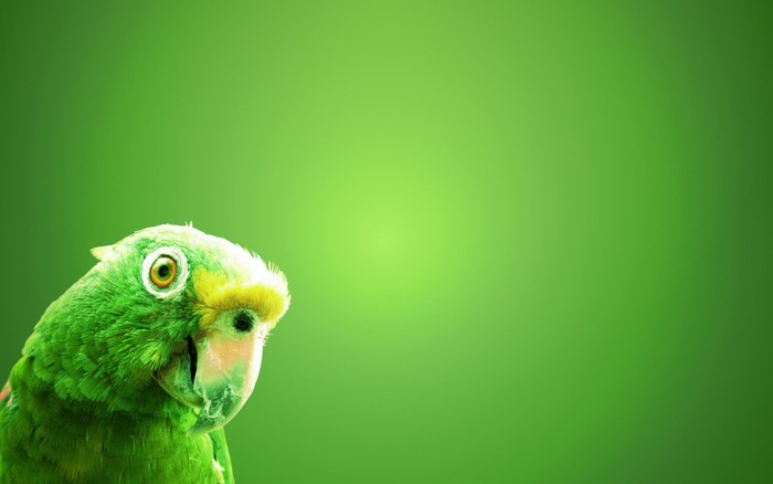 Green Parrot on a Green Background