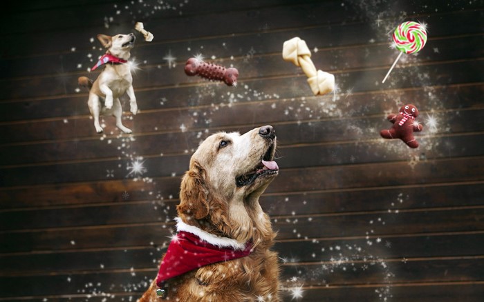 Dogs and Christmas treats in the air