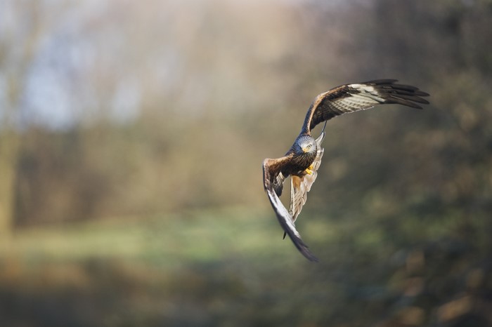 Red Kite bird in flight