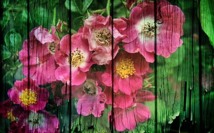 Pink roses on weathered wooden planks