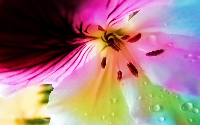 Close-up of a colorful flower with water droplets