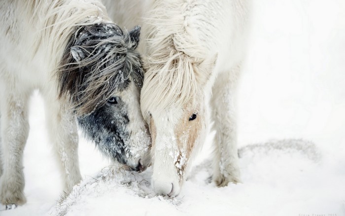 Two horses in the snow