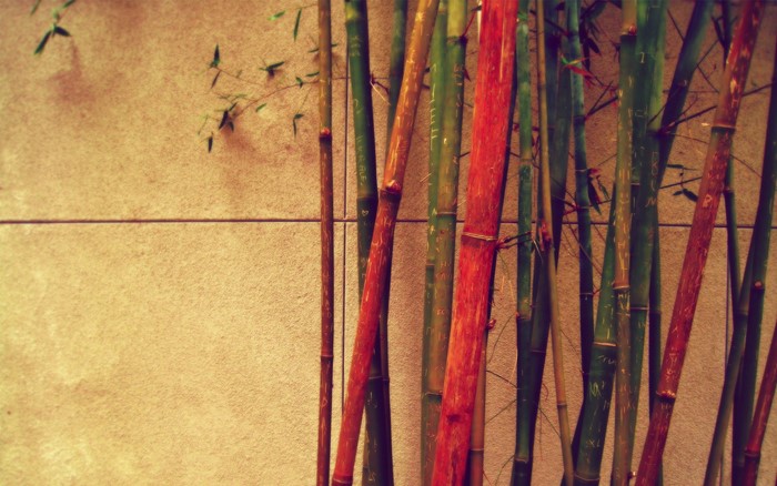 Bamboo stalks against a textured wall