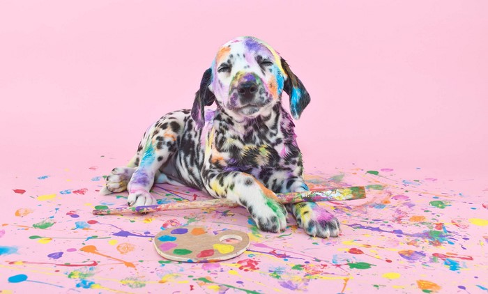 Dalmatian puppy covered in colorful paint with art supplies