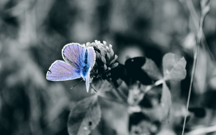 Blue butterfly on a clover flower