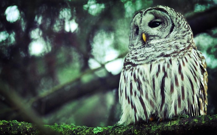 Barred Owl perched on a mossy branch