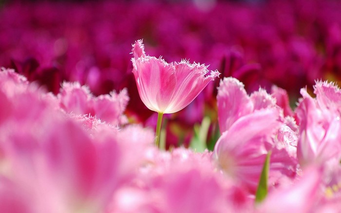 Pink fringed tulips in a field