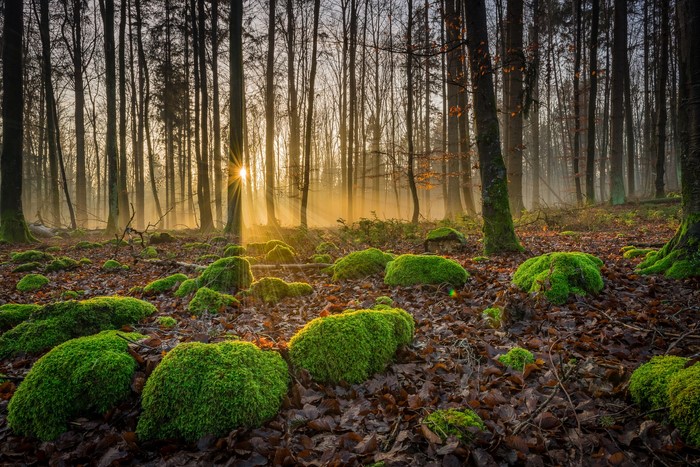 Forest with mossy rocks and sunbeams
