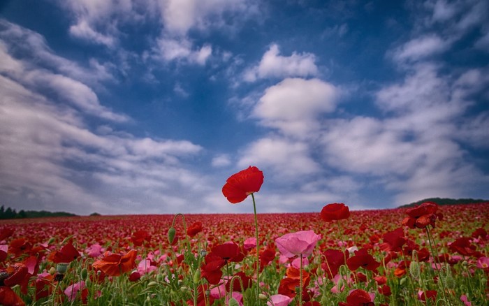 Field of Red Poppies Under a Cloudy Sky