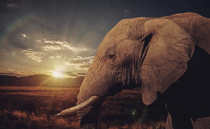 Elephant in Savannah at Sunset