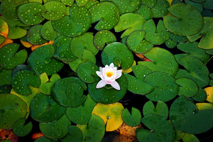 Water lily flower surrounded by wet lily pads