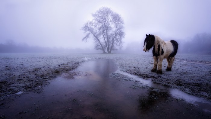 A piebald horse stands in a foggy winter field