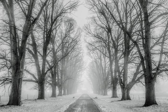 Tree-lined road in winter fog