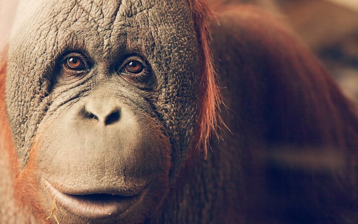 Close-up of an orangutan's face
