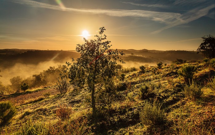 Sunrise over misty hills with a lone tree
