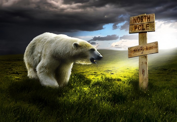 Polar bear in a grassy field with North Pole sign