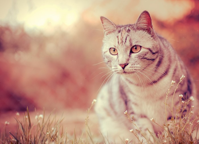 Tabby cat sitting in grass with flowers