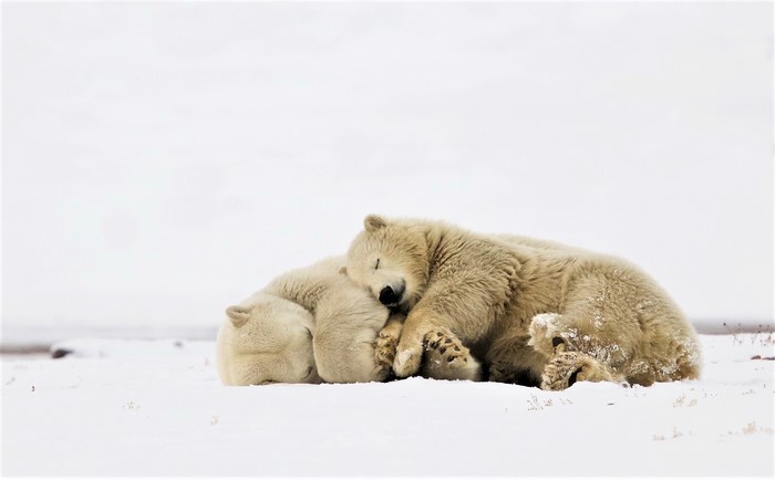 Two polar bears sleeping in the snow