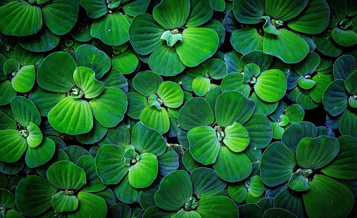 Close-up of green water lettuce leaves