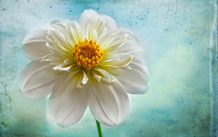 Close-up of a white dahlia flower with yellow center