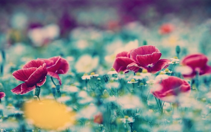 Field of red poppies and white flowers with blur