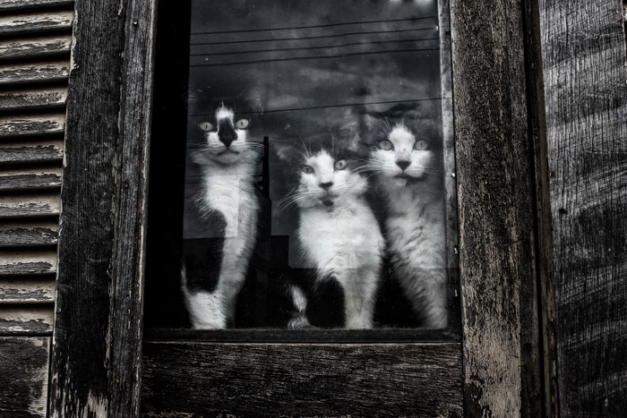 Three cats looking out a window