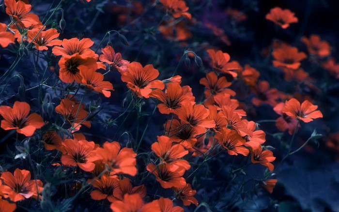 Red Geranium Flowers in Dark Garden