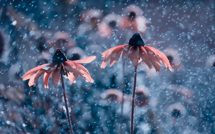 Two orange flowers in the rain
