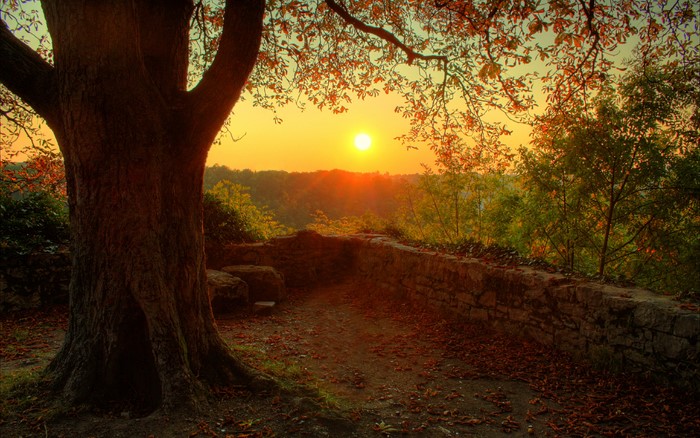 Sunset over a wooded valley with a stone wall and tree