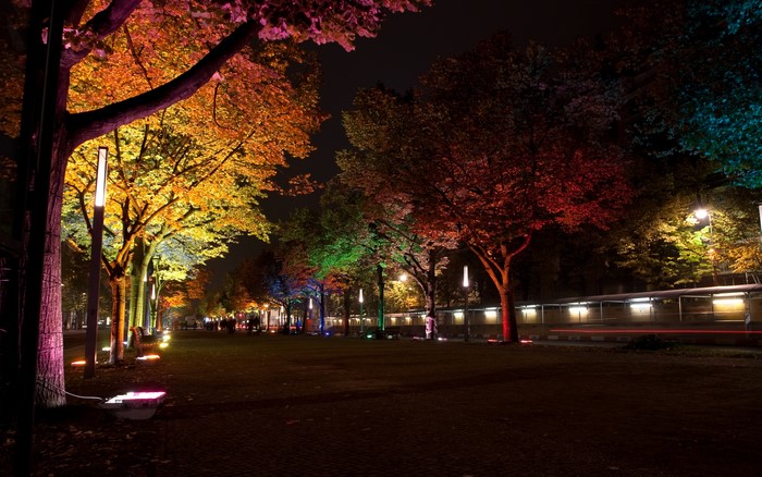 Festival of Lights illuminated trees at night