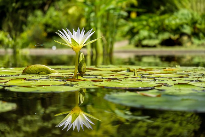 White Water Lily and Lily Pads Reflected in Water