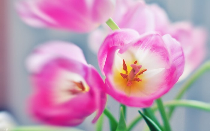Pink and white tulips
