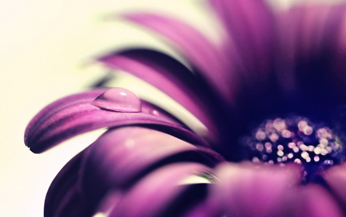 Purple flower with water droplet