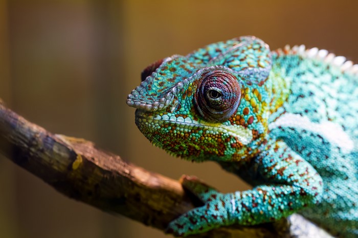 Chameleon on a branch