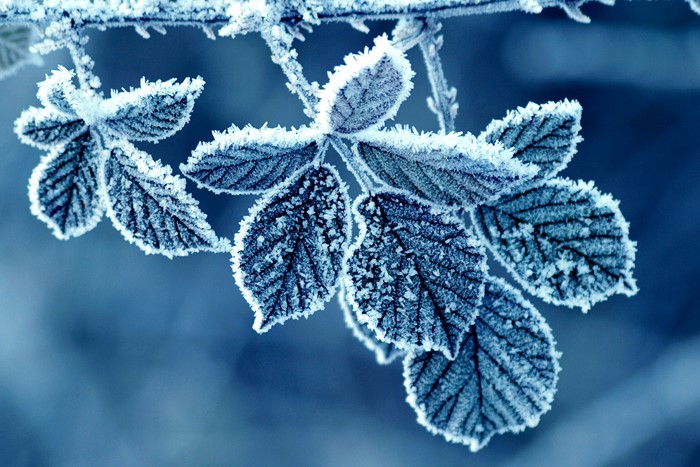 Frost covered leaves on a branch